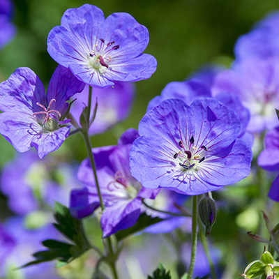 ooievaarsbek-(Geranium-Rozanne®)