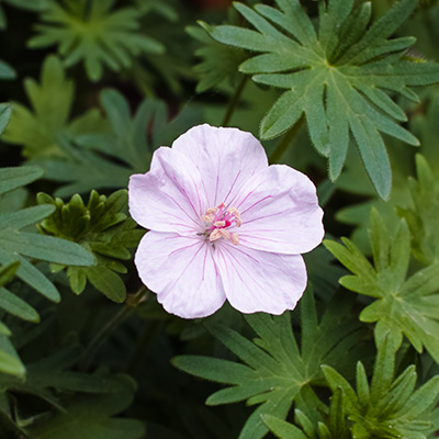 ooievaarsbek-(Geranium-sanguineum-Vision-Pink)