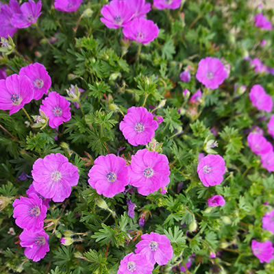 ooievaarsbek-(Geranium-sanguineum-Vision-Violet)