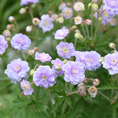 ooievaarsbek (Geranium-prat.-Summer-Skies-EU2775PP10695)