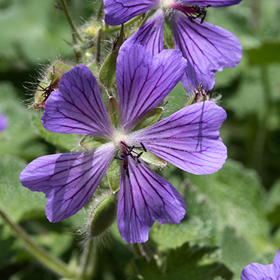 ooievaarsbek (Geranium-renardii-Phillipe-Vapelle)