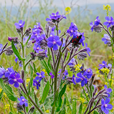 ossetong (Anchusa-azurea-Loddon-Royalist)