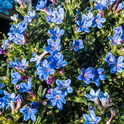 parelzaad-(Lithodora-diffusa-Blue-Bird)