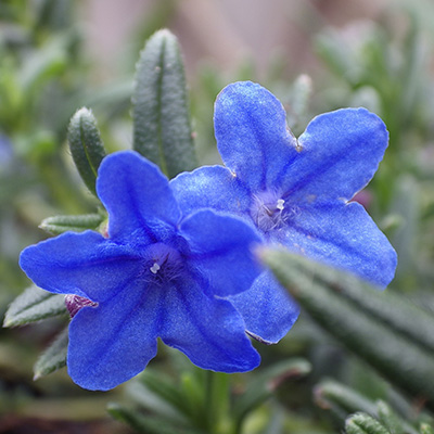 parelzaad (Lithodora-diffusa-Compact-Blue)