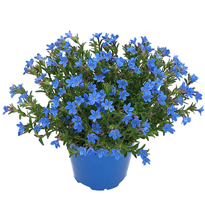 parelzaad (Lithodora-diffusa-Heavenly-Blue)