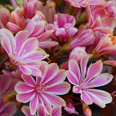 poseleinroosje-(Lewisia-cotyledon-Hybrids-Regenbogen-Mix)