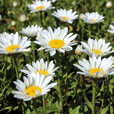 margriet (Leucanthemum-max-Snowcap)