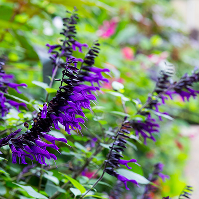 reuzensalie-(Salvia-hybrid-Amistad)