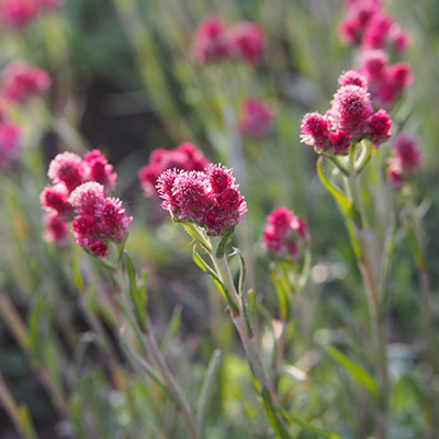 rozenkransje-(Antennaria-dioica-Rubra)