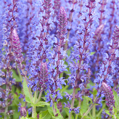 salie-(Salvia-x-superba-Bordeau-Deep-Blue)