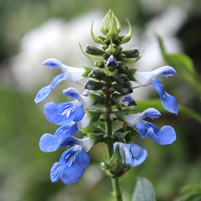 moerassalie (Salvia-uliginosa)