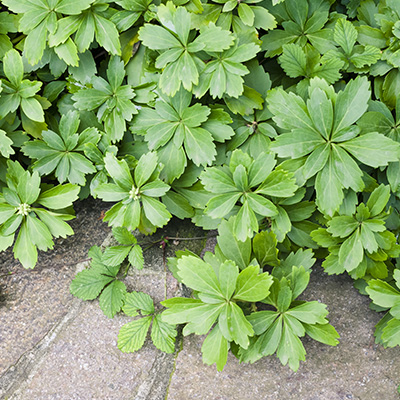 schaduwkruid (Pachysandra-Green-Sheen)