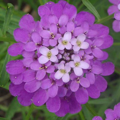 scheefbloem (Iberis-Absolutely-Amethyst)