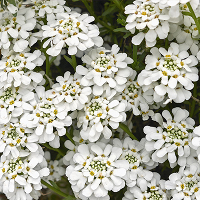 scheefkelk-(Iberis-sempervirens-Snowflake)