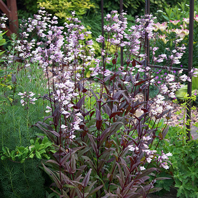 schildpadbloem (Penstemon-digitalis-Dark-Towers)