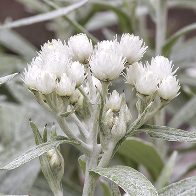 Siberische edelweis (Anaphalis-tripl.-Silver-Wave)