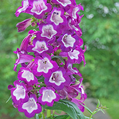 slangenkop (Penstemon-hartwegii-PenshamTM-Czar)