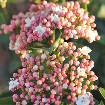 sneeuwbal (Viburnum-Tinus)