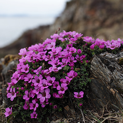 steenbreek-(Saxifraga-oppositifolia)