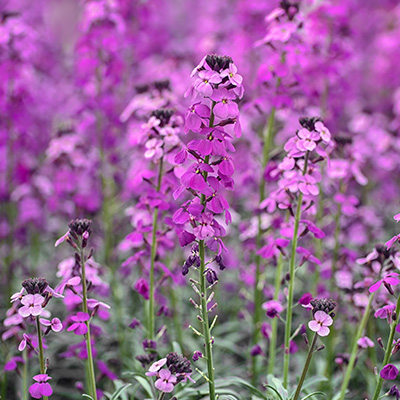 steenraket-(Erysimum-hybridum-Bowles-Mauve)