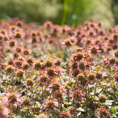 stekelnootje-(Acaena-microphylla-Kupferteppich)