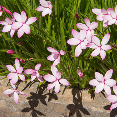 sterretjesgras-(Rhodohypoxis)