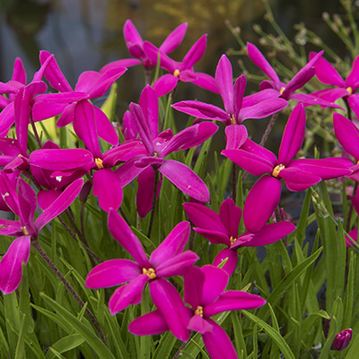 sterretjesgras-(Rhodohypoxis)