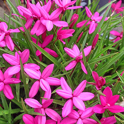 sterretjesgras-(Rhodohypoxis)