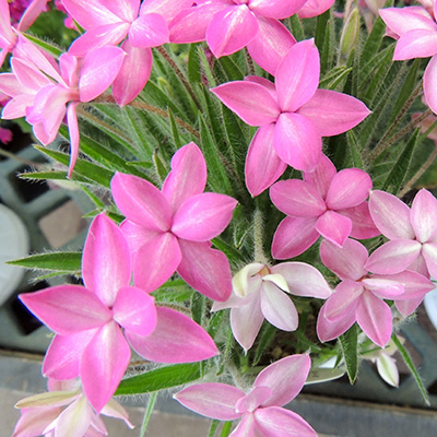 sterretjesgras-(Rhodohypoxis)