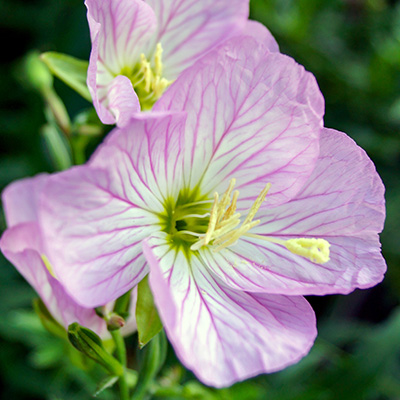 teunisbloem (Oenothera-speciosa-Siskiyou-Pink)