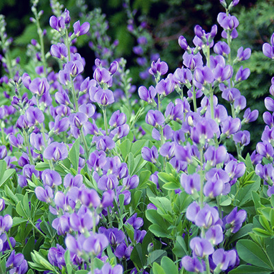 valse indigo (Baptisia-Decadence-Blueberry-Sunday-TMPP23891)