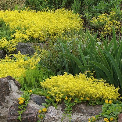 vetkruid-(Sedum-acre-Aurea)