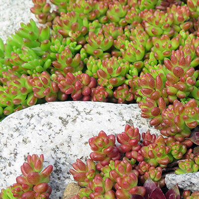 vetkruid-(Sedum-album-Coral-Carpet)