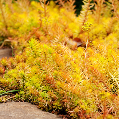 vetkruid-(Sedum-reflexum-Yellow-Cushion-Compact)