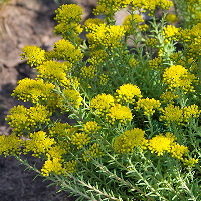 vetkruid-(Sedum-reflexum)