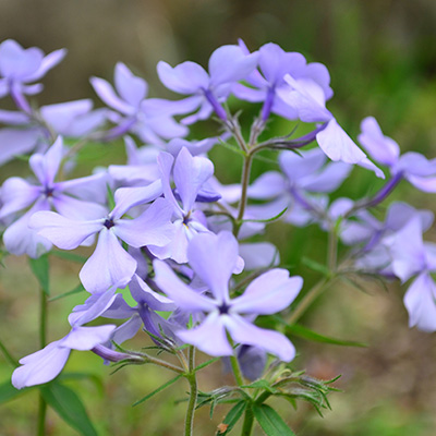 vlambloem (Phlox-div.-Blue-Moon)