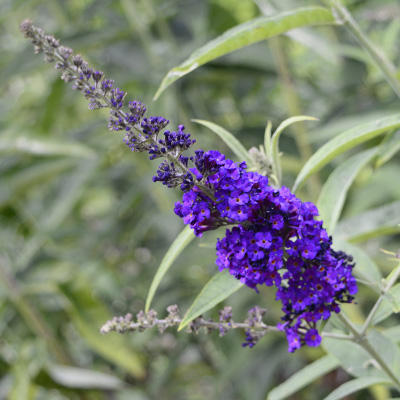 vlinderstruik (Buddleja-davidii-Black-Knight)