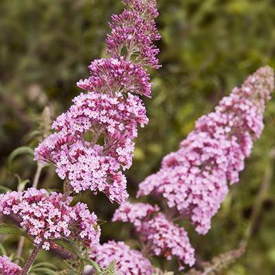 vlinderstruik (Buddleja-davidii-Pink-Delight)