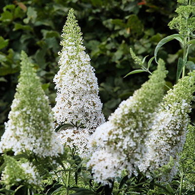 vlinderstruik (Buddleja-davidii-White-Profusion)