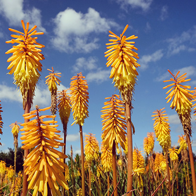 vuurpijl (Kniphofia-Mango-Popsicle)