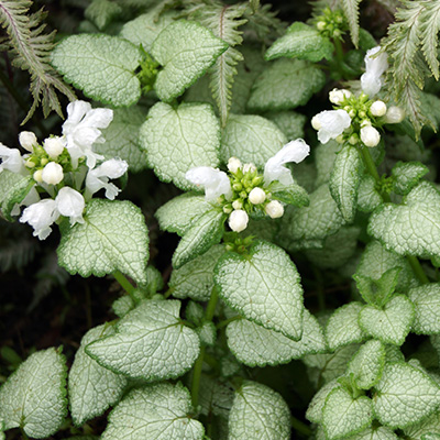 witte dovennetel (Lamium-mac.-White-Nancy)