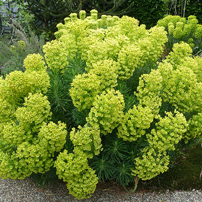 wolfsmelk (Euphorbia-Shorty)