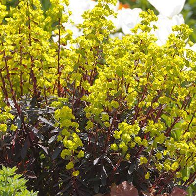 wolfsmelk (Euphorbia-amyg.-Purpurea)