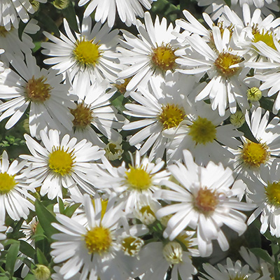 zomeraster-(Kalimeris-incisa-Alba)