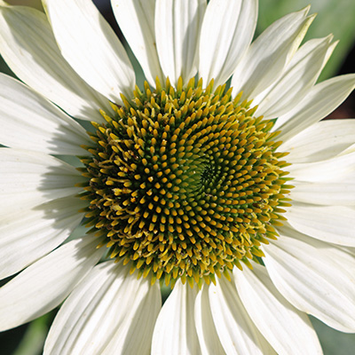 zonnehoed (Echinacea-SunSeekers-White-EUAPAF)