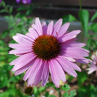 zonnehoed (Echinacea-purpurea-Primadonna-Deep-Rose)