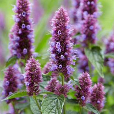 dropplant (Agastache-Beelicious-Purple) (Agapd-PBR-EU-20180551)