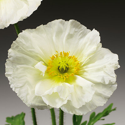 Ijslandse-klaproos-(Papaver-nudicaule-Pulchinella-White)