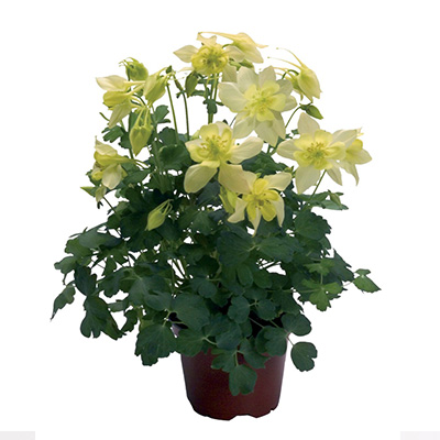 akelei-(Aquilegia-caerulea-Spring-Magic-Yellow)