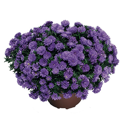 herfstaster-(Aster-novi-belgii-Henry-I-Blue-Synbul-Henfirst-PBR)